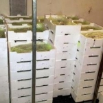 pesce sequestrato
