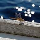 new_20120814_0711_nik_tufoni.jpg