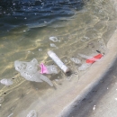 aiuola_e_fontana_piazza_trieste_e_trento_6.jpg
