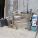 lager_di_cani_a_via_mongolfiera_10.jpg