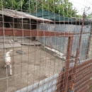 lager_di_cani_a_via_mongolfiera_2.jpg