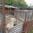 lager_di_cani_a_via_mongolfiera_3.jpg