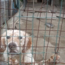 lager_di_cani_a_via_mongolfiera_8.jpg