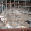 lager_di_cani_a_via_mongolfiera_9.jpg