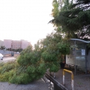 alberi_a_napoli_dopo_la_tempesta.jpg