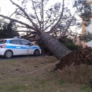 maltempo_albero_si_abbatte_sull_auto_della_polizia_municipale.jpg