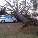 maltempo_albero_si_abbatte_sull_auto_della_polizia_municipale_2.jpg