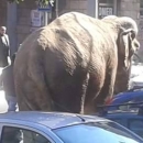 1_circo_a_melito_elefante_circola_tra_le_strade_per_pubblicizzarlo.jpg