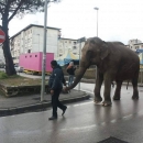 circo_a_melito_elefante_circola_tra_le_strade_per_pubblicizzarlo_3.jpg