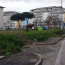 circo_a_melito_elefante_circola_tra_le_strade_per_pubblicizzarlo_4.jpg