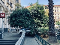 1_vomero_piazza_vanvitelli_l_albero_ombrello.jpg