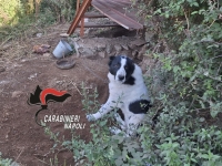 agerola_cani.jpg
