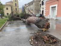 albero_caduto_cilento.jpg