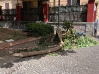 arenella_via_tino_di_camaino_il_grosso_ramo_staccatosi_dalla_fitolacca.jpg