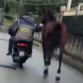 cavallotraianto.jpg