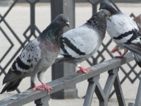 dinetti_scheda_6_piccione_2_600x381.jpg