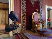 falconeria_phgei.jpg
