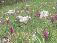 festa_della_valle_delle_orchidee_sassano.jpg