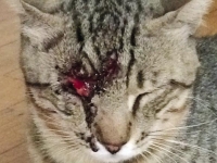 gatto_pestato_lodi.jpeg