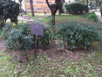 napoli_parco_mascagna_la_targa_dedicata_al_bambino_sergio_de_simone_nel_2007.jpg