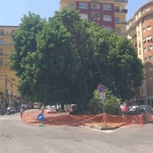 napoli_piazza_degli_artisti_l_albero_di_fitolacca.jpg