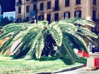 napoli_piazza_degli_artisti_la_palma_attaccata_dal_punteruolo_rosso.jpg
