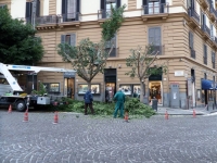 potatura_piazza_amedeo.jpg