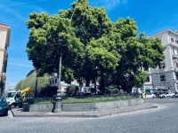 vomero_piazza_vanvitelli_l_albero_con_i_lampioni_inglobati.jpg