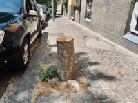 vomero_via_cimarosa_platano_abbattuto.jpg