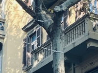 vomero_via_luca_giordano_funi_legate_al_tronco_di_un_albero.jpg