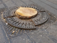 vomero_via_scarlatti_altro_platano_abbattuto.jpg
