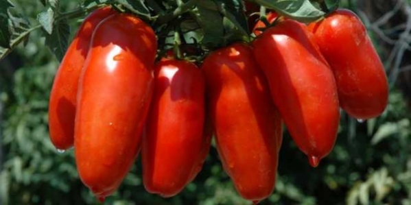 pomodoro_san_marzano.jpg