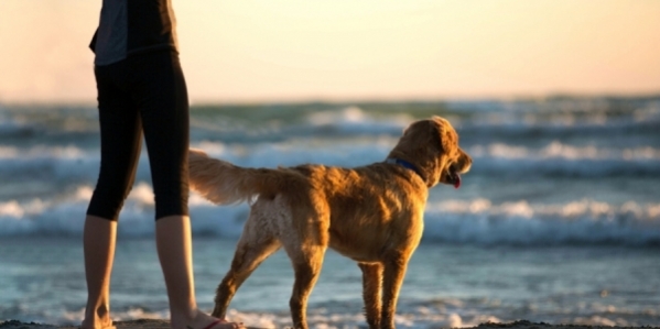 spiagge_dog_friendly_2.jpg
