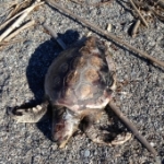 Carcassa tartaruga 