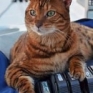 MIAOOOOOOO