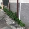 1_napoli_casa_della_socialit_erbacce.jpg