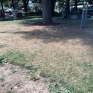 1_napoli_parco_mascagna_aiuola_brulla.jpg