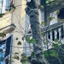 1_vomero_via_luca_giordano_funi_legate_al_tronco_di_un_albero.jpg