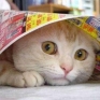 4_gatto_spaventato.jpg