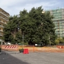 arenella_piazza_degli_artisti_l_albero_monumentale_recintato_da_tempo.jpg