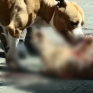 cane_2.jpg