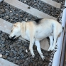 dakota_2.jpg