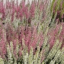 erica_calluna_6.jpg