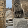 gatti_di_pompei_1_1.jpg