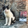gatti_di_pompei_2.jpeg
