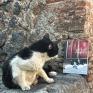 gatti_di_pompei_4.jpeg
