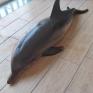 image8984319.jpg