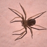 loxosceles_rufescens_2015_07_06_a.jpeg
