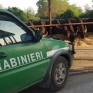 Carabinieri Forestali