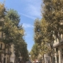 Vomero platani